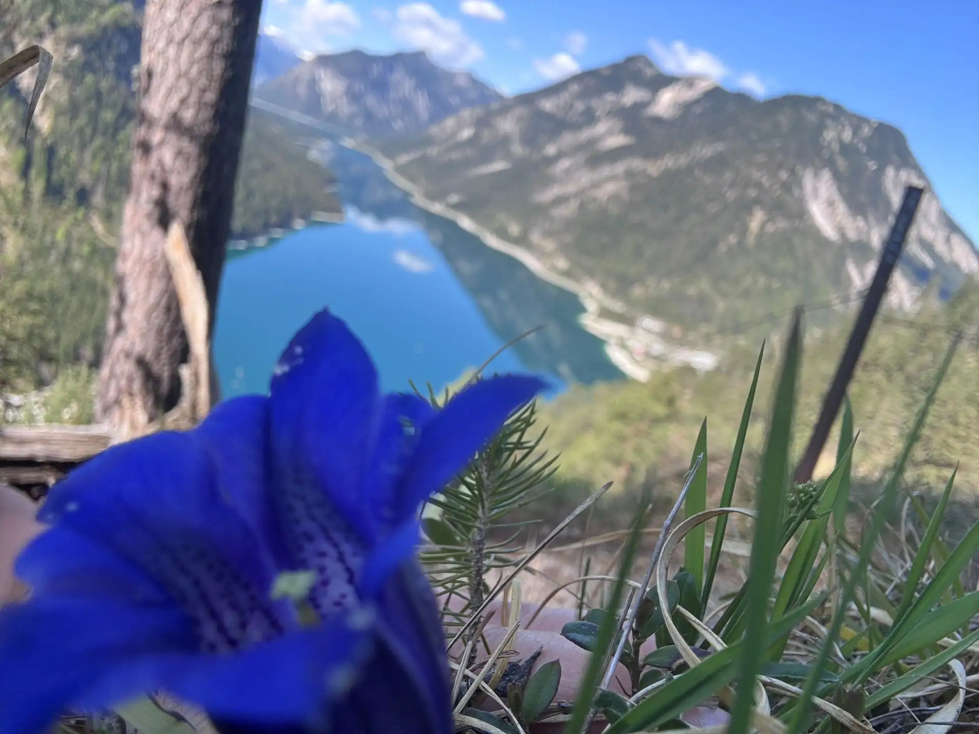 halfpension volwassene